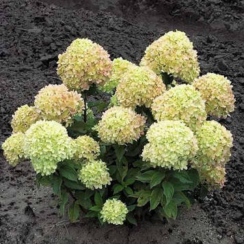 Саджанці Гортензії Літл Лайм 3-річний (Hydrangea paniculata Little Lime)
