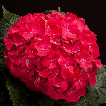 Саджанці Гортензії крупнолістной Ред Барон 3-річний (Hydrangea macrophylla Red Baron)