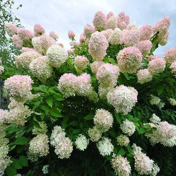 Саджанці Гортензії Конфетті 3-річний (Hydrangea paniculata Confetti)