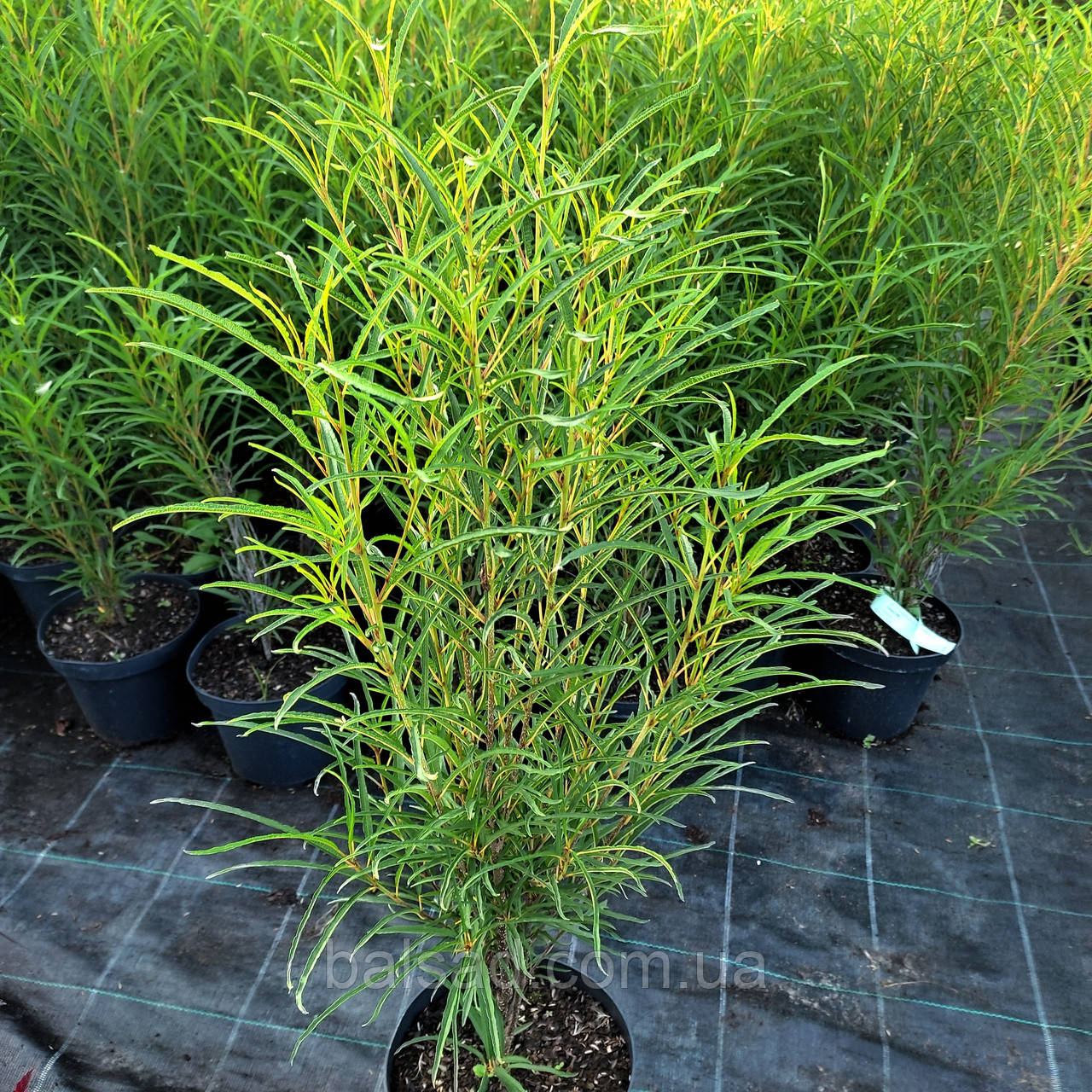 Крушина вузьколиста Фастігіата / С3 / Frangula alnus Fastigiata