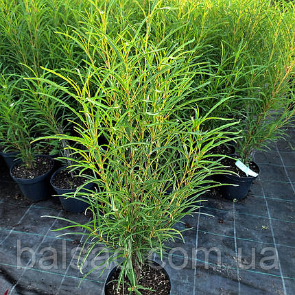 Крушина вузьколиста Фастігіата / С3 / Frangula alnus Fastigiata, фото 1