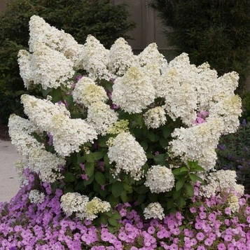 Саджанці Гортензії волотиста Бобо 3-річний (Hydrangea paniculata Bobo)