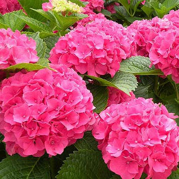 Саджанці Гортензії Сибілла / Мася 3-річной (Hydrangea macrophylla Sibilla / Masja)