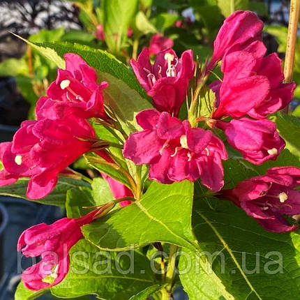 Вейгела квітуча Біг Лав / С3 / Weigela Big Love, фото 1