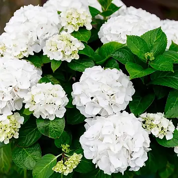 Саджанці Гортензії Діамантіно 3-річний (Hydrangea paniculata Diamantino)