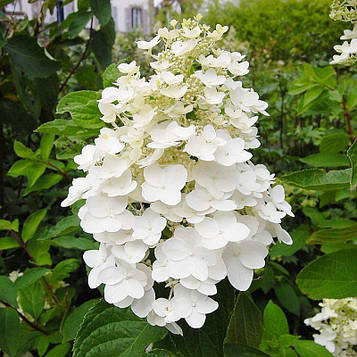 Саджанці Гортензії волотистої Тардива 3-річний (Hydrangea paniculata Tardivae)