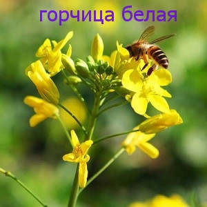 Гірчиця вагова біла (на сидерати) — відновлює багаті ґрунти, фото 1