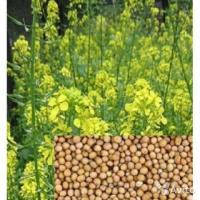 Гірчиця вагова біла (на сидерати) — відновлює багаті ґрунти, фото 3