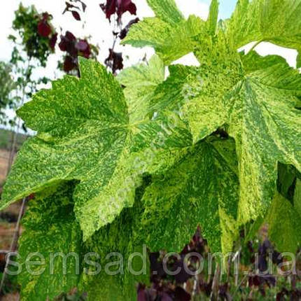 Клен ложноплатановий Леопольді \ Acer pseudoplatanus Leopoldii ( саджанці штамб 2роки 120-150см), фото 3