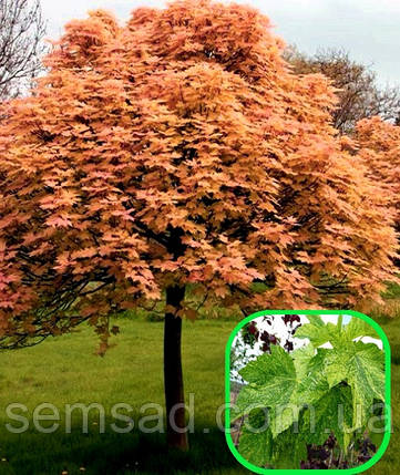 Клен ложноплатановий Леопольді \ Acer pseudoplatanus Leopoldii ( саджанці штамб 2роки 120-150см), фото 1