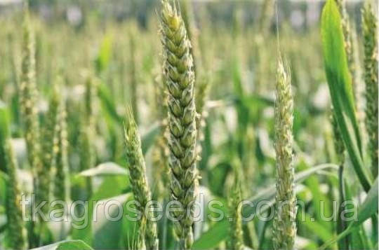 Насіння озимої пшениці Скаген (1 репродукція ) 2024 - Мішок 50 кг