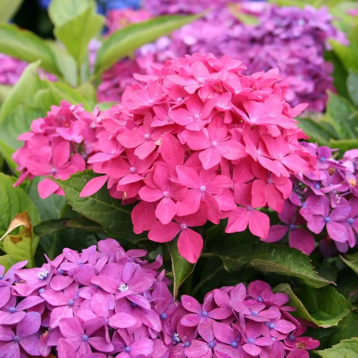 Саджанці Гортензії (3-х річна) Хорнлі, крупнолистна (Hydrangea macrophylla Hornli) С2