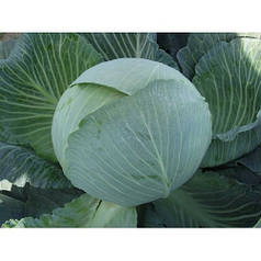 Насіння капусти Каунтер F1 (Бейо/Bejo), 2500 насіння — пізні (145 днів), для зберігання, білочана