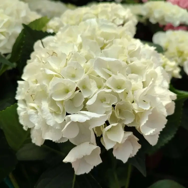 Саджанці Гортензії (3-річна) Саксон Брайт Вайт, крупнолистна (Hydrangea macrophylla Saxon Bright White) С2, фото 1