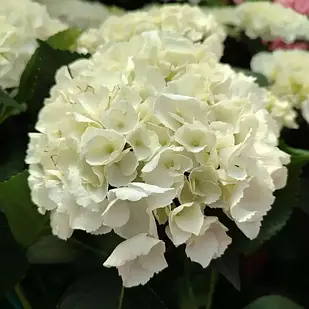 Саджанці Гортензії (3-річна) Саксон Брайт Вайт, крупнолистна (Hydrangea macrophylla Saxon Bright White) С2