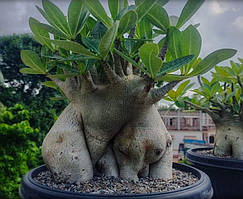 Аденіум King Kong (тайсокотранум, насіння, 1 шт.)