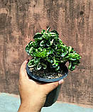 Аденіум-барашок Bung Wang (насіння, 1 шт.), фото 2