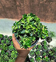 Аденіум-барашок Bung Wang (насіння, 1 шт.)