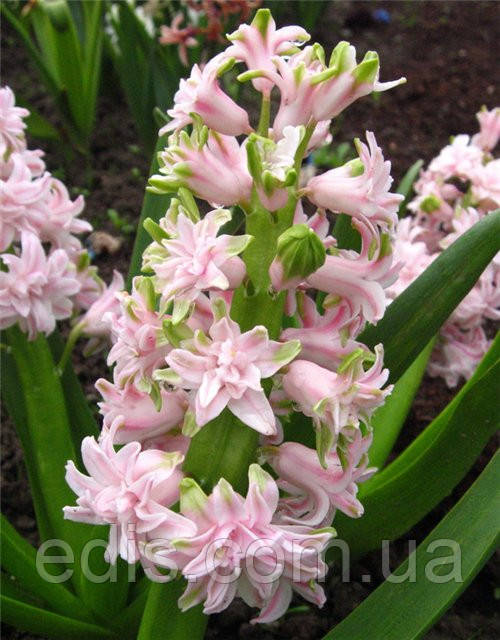 Гіацинт махровий Chestnut Flower 1 цибулина (калібр 16/17 - великий)