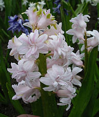 Гіацинт махровий Chestnut Flower 1 цибулина (калібр 16/17 - великий), фото 3