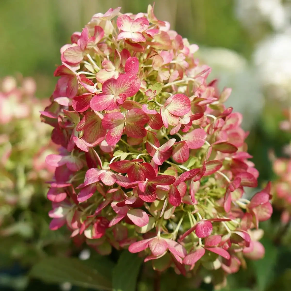 Саджанці Гортензії волотистої (3-х річна) Граффіті (Hydrangea paniculata Graffiti) С2