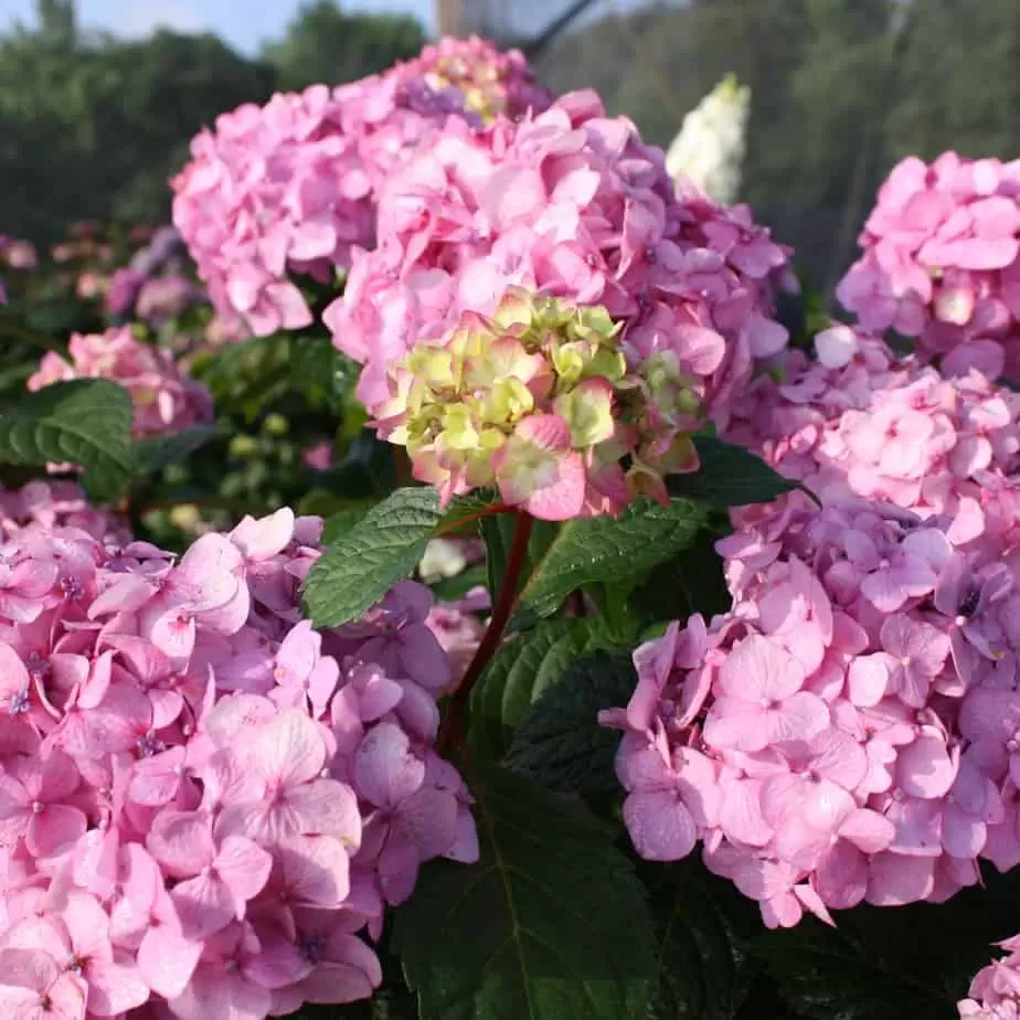 Саджанці Гортензії (3-річна) Ендлесс Саммер Пінк, крупнолистна (Hydrangea macrophylla Endless Summer Pink) С2, фото 1