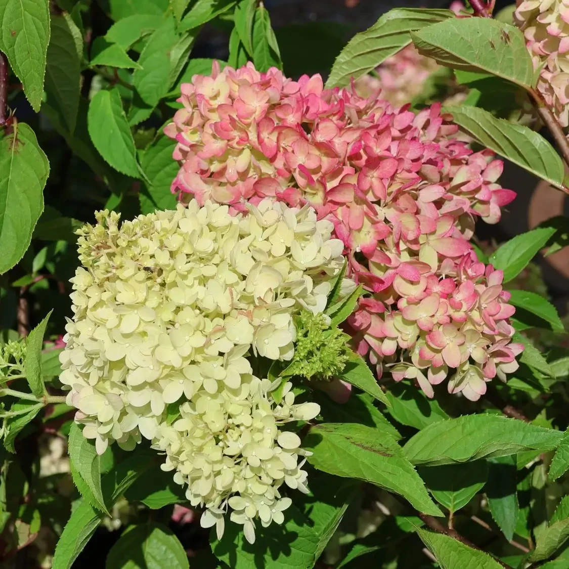 Саджанці Гортензії волотистої (3-річна) Пінк Лайт (Hydrangea paniculata Pinklight) С2