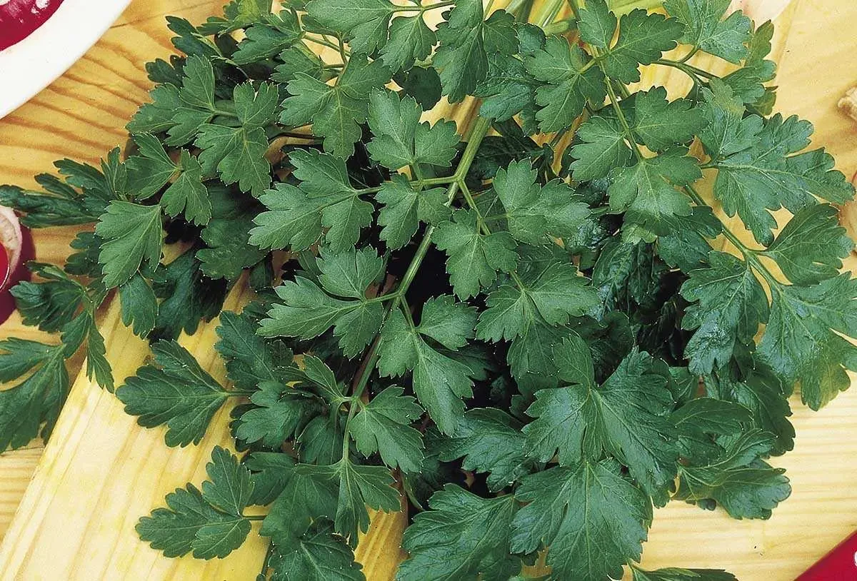 Насіння зелені Петрушка Гігантела 20 г