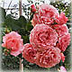 Троянда Корал Желе (Corail Gelee), флорибунда японська в контейнері, фото 2