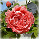 Троянда Корал Желе (Corail Gelee), флорибунда японська в контейнері, фото 3