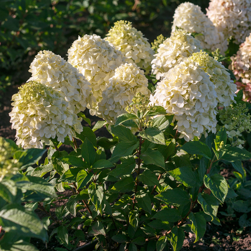 Саджанці Гортензии Геркулес (Hydrangea paniculata Hercules), фото 1