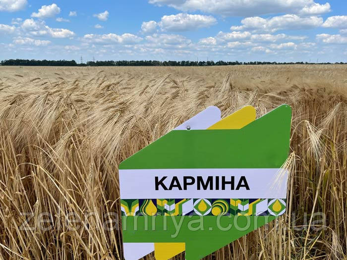 Насіння озимового ячменю Карміна, шестирядне, Еліта, Saatbau