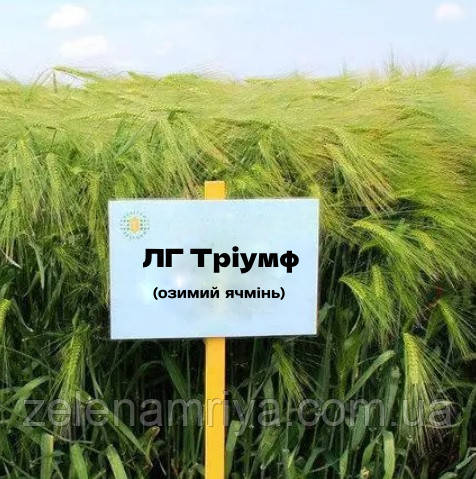 Насіння озимового ячменю ЛГ Тріумф, шестирядний, Еліта, Limagrain