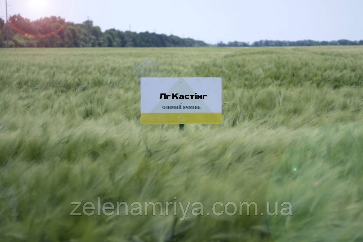 Насіння озимового ячменю ЛГ Кастинг, дворядний, Еліта, Limagrain