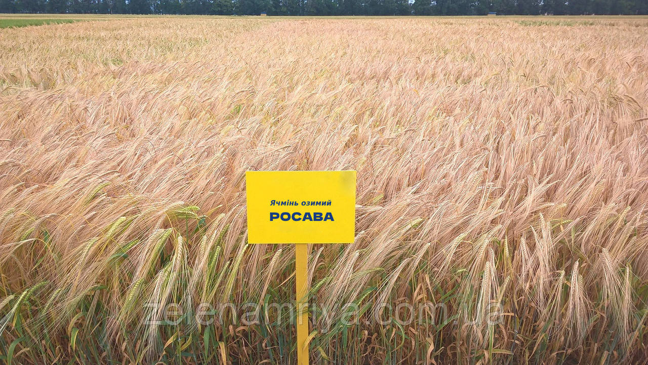 Насіння озимового ячменю Росава, дворядний, Еліта