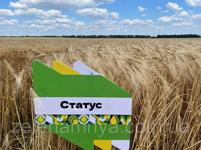 Насіння озимового ячменю Статус, дворядний, Еліта