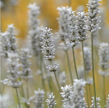 Саджанці Лаванди Елеганс Сноу (Lavandula Ellagance Snow)