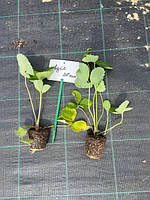 Саджанці полуниці у касетах 2024