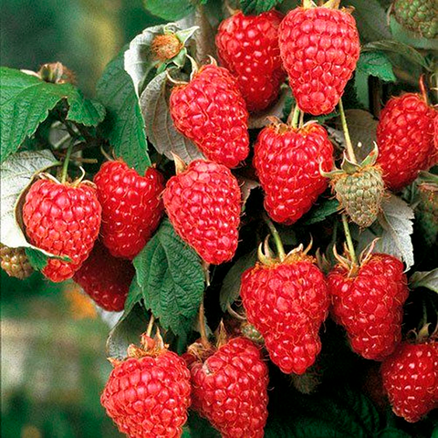 Малина "Натахала" (ремонтантна)