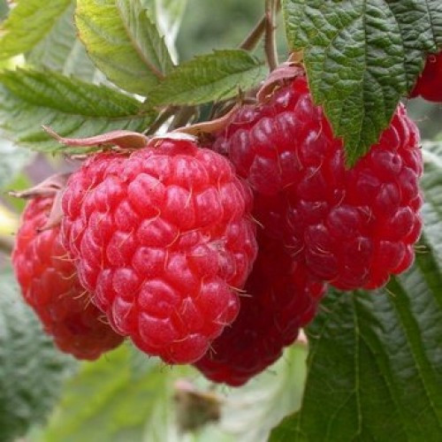 Ремонтантна малина "Берберанза", фото 1