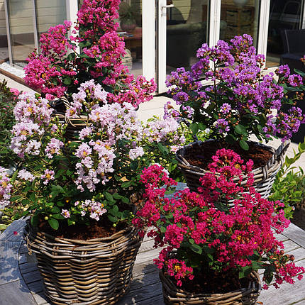 Лагерстремія індійська Етернал / С3 / Lagerstroemia Eternal, фото 2