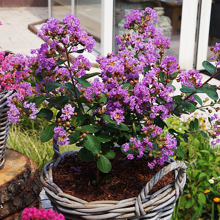 Лагерстремія індійська Етернал / С3 / Lagerstroemia Eternal, фото 1