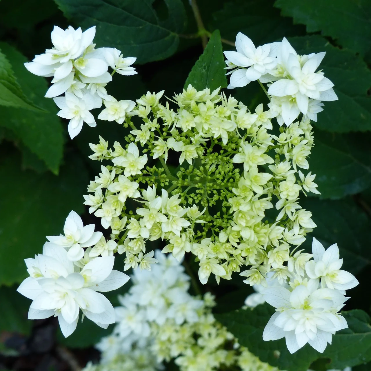 Саджанці Гортензії деревоподібної (3-х річна) Хайес Старберст (Hydrangea arborescens Hayes Starburst) С2