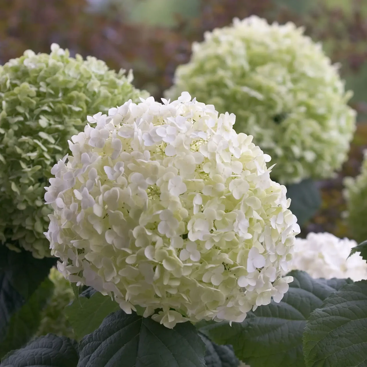 Саджанці Гортензії деревоподібної (3-х річна) Стронг Аннабель (Hydrangea arborescens Strong Annabelle) С2