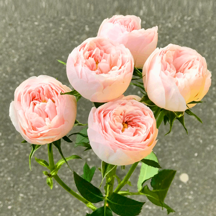 Саджанці спрей троянди Менсфілд Парк (Mansfield Park), фото 1