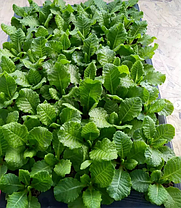 Примула поліантова Фреш Лемон \ Primula Pollyanna Fresh Lemon (-саджанці р12 ), фото 4