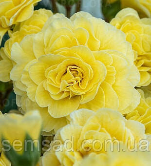 Примула поліантова Фреш Лемон \ Primula Pollyanna Fresh Lemon (-саджанці р12 )