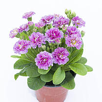 Примула поліантова Пінк Фонтан \ Primula Pollyanna Pink Fountain (-саджанці р12 ), фото 5