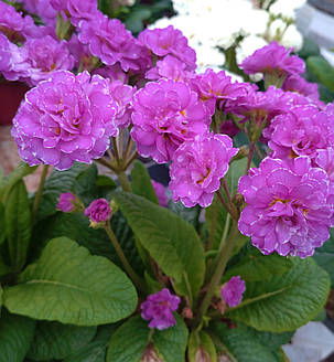 Примула поліантова Пінк Фонтан \ Primula Pollyanna Pink Fountain (-саджанці р12 ), фото 3