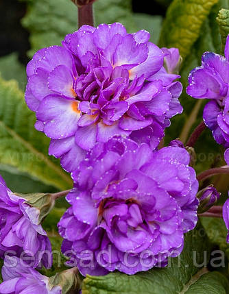 Примула Балерина Поллі Діп Лілас \ Primula Polly Deep Lilac (-саджанці р12 ), фото 1